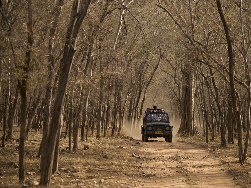 safari timings in bandhavgarh