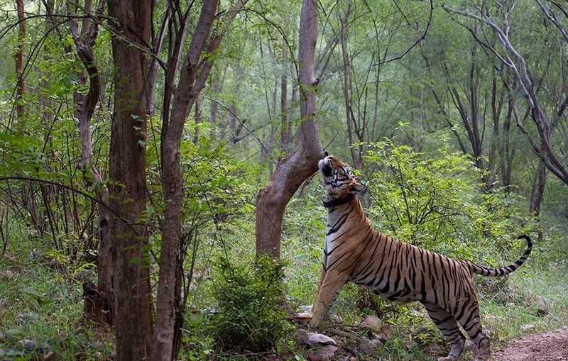 sariska tiger reserve safari