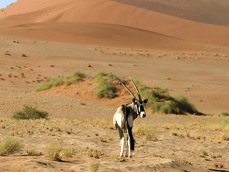 Desert National Park, Jaisalmer - Timings, Safari cost, Best time to visit