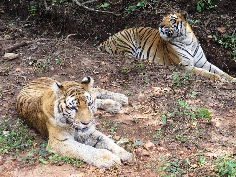 Tyavarekoppa Lion & Tiger Safari