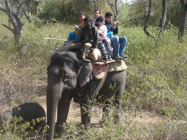 elephant safari in bandipur