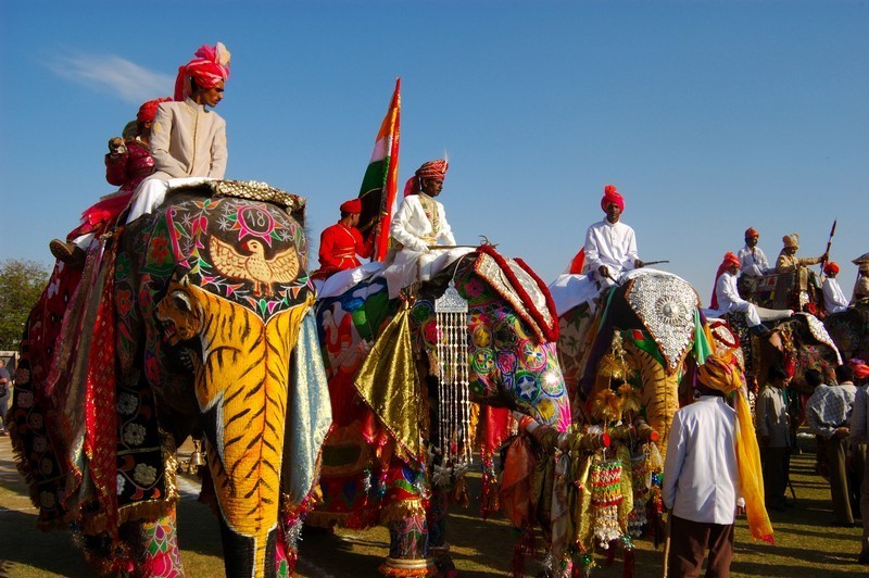 Image result for Jaipur & Udaipur holi elephant