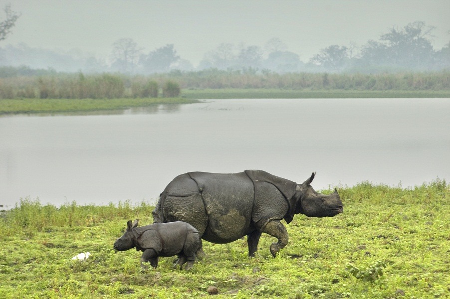 Kaziranga