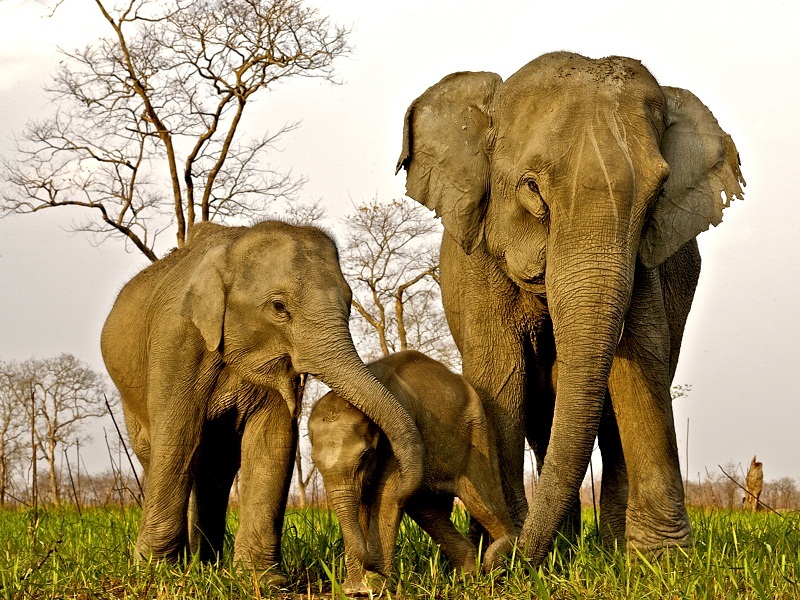 Rajaji National Park