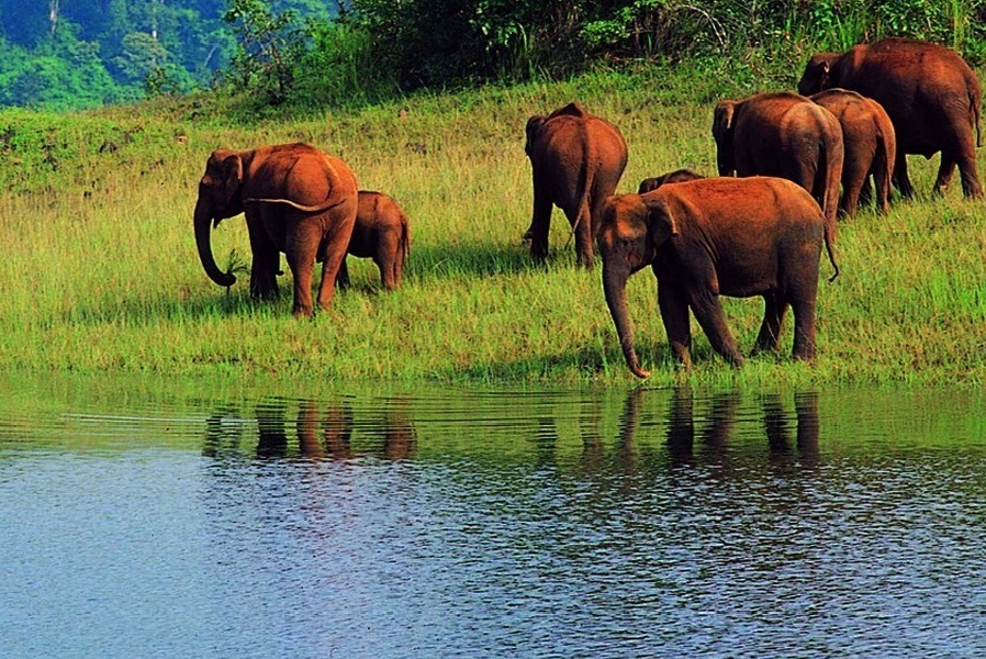 Thekkady