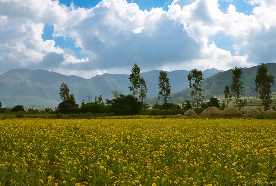 Araku