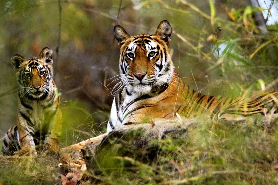 Bandhavgarh