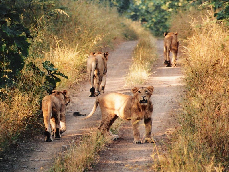 Gir National Park