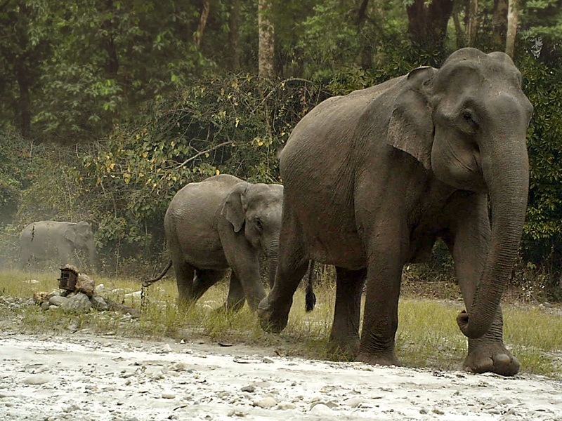 Manas National Park