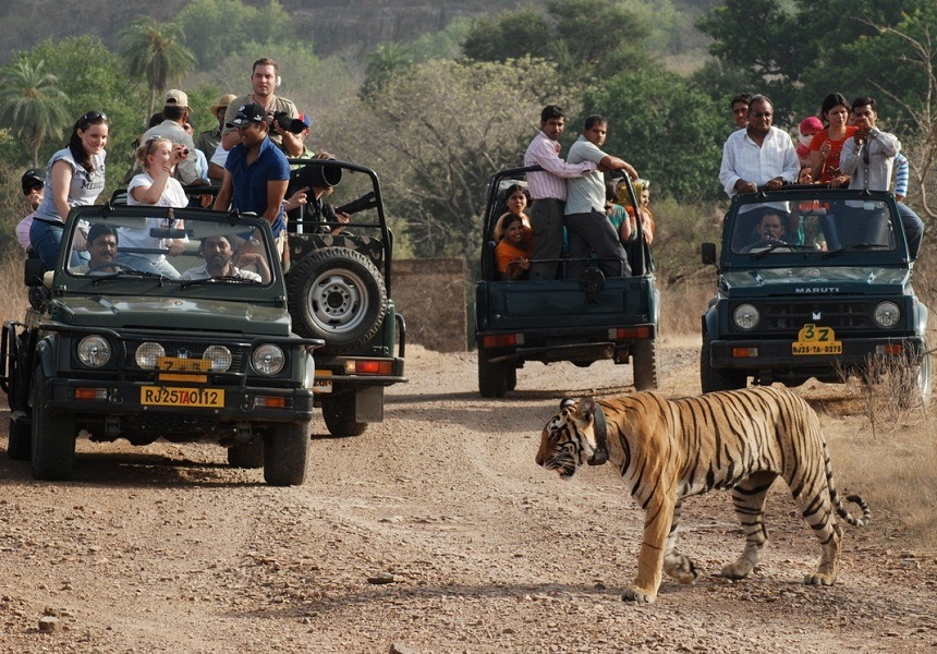 Ranthambore