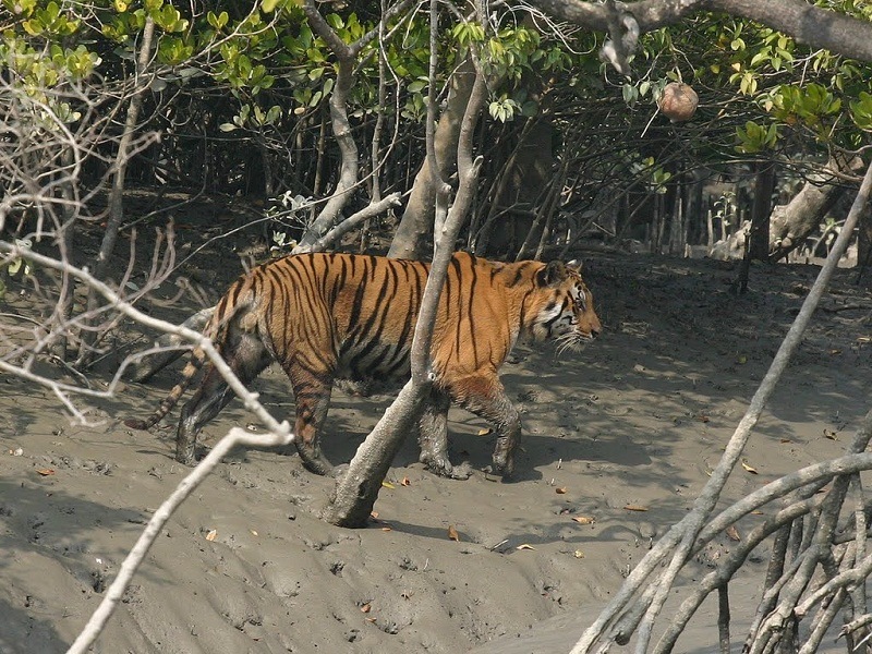 Sunderbans