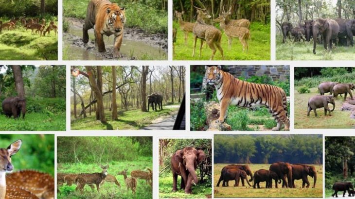 Wildlife Sanctuaries in India