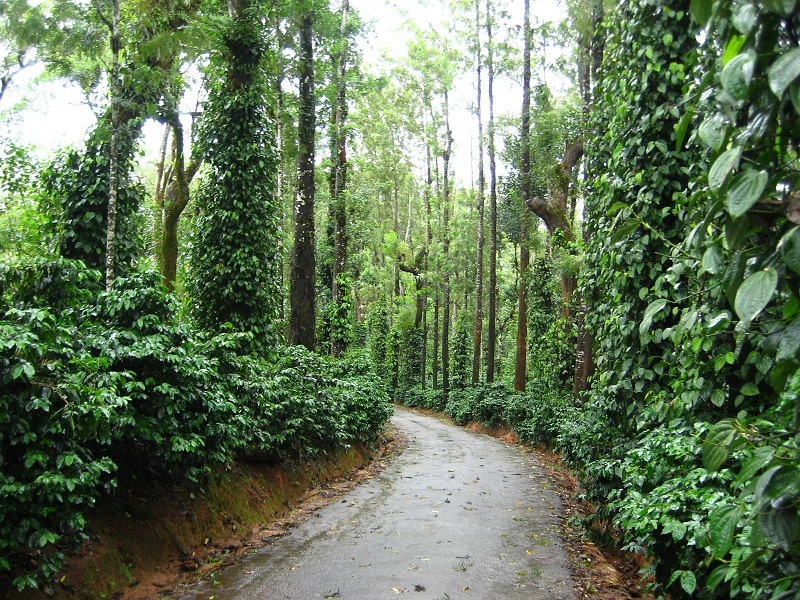 Coorg_Coffee_Plantations