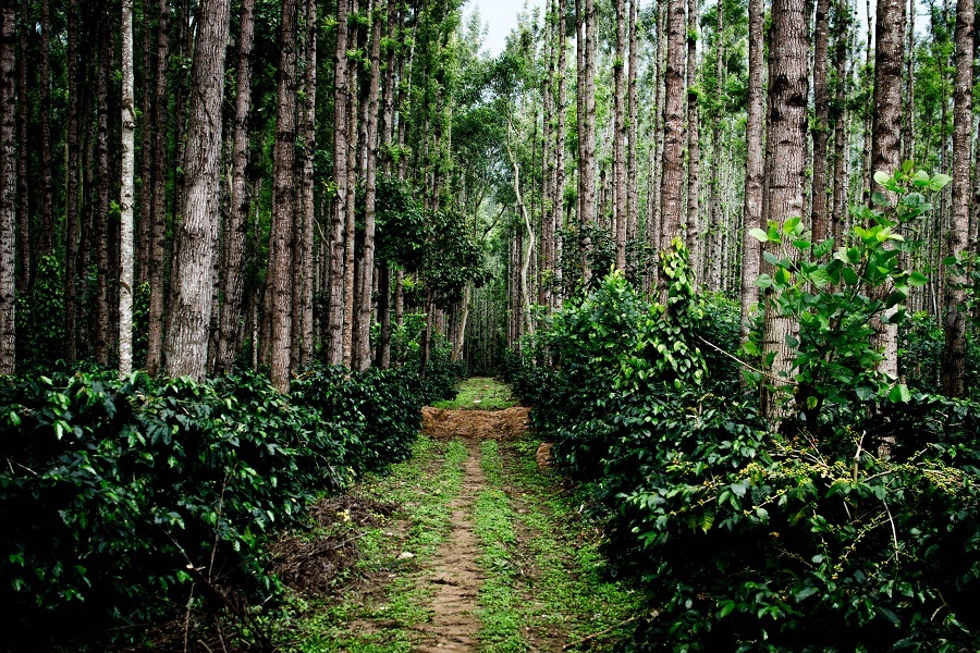 Coffee Plantations