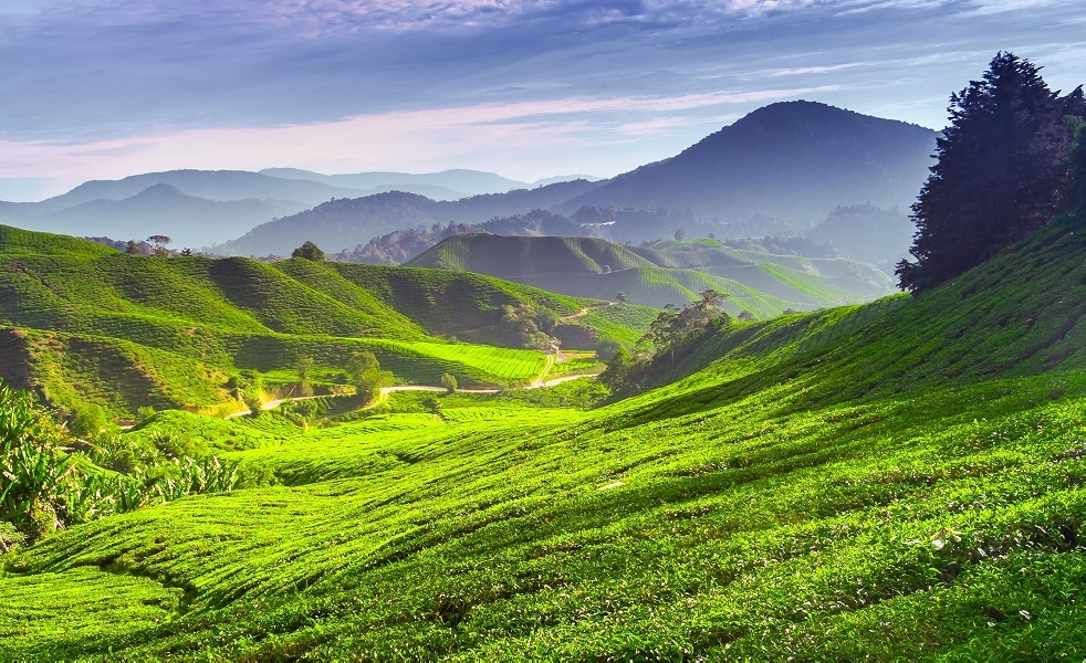 Cameron Highlands