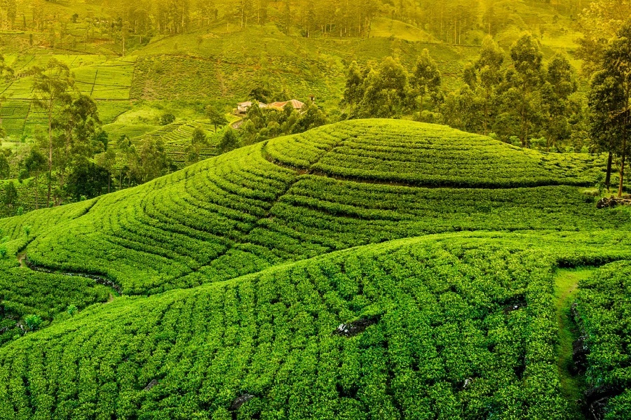 Munnar