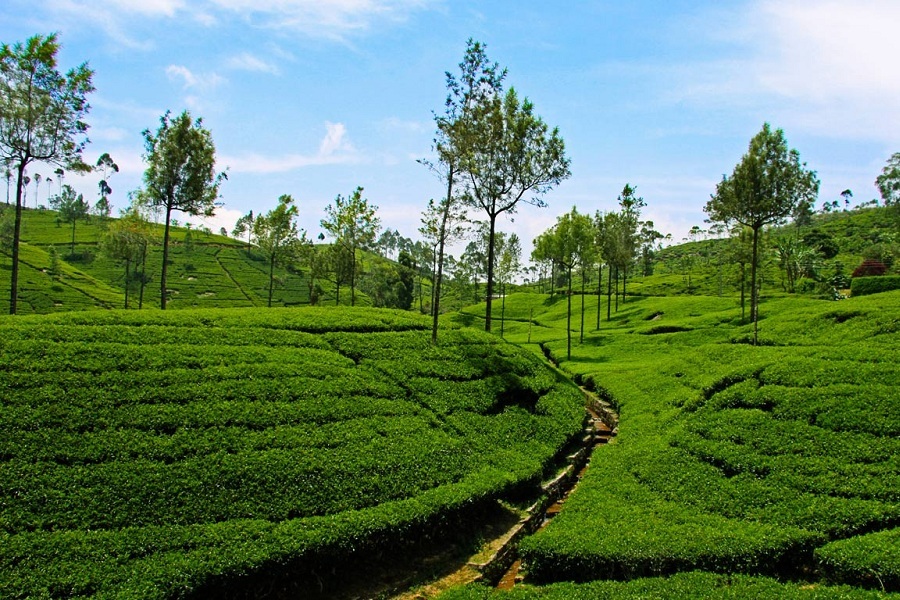 Nilgiris