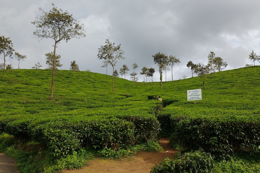 Wayanad