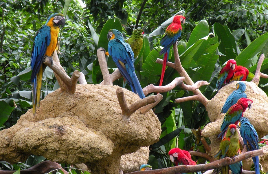 Jurong Bird Park