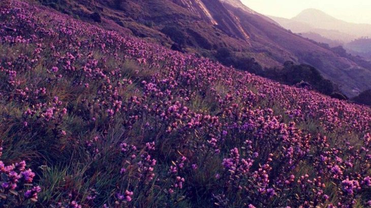 Neelakurinji Flowers, Munnar