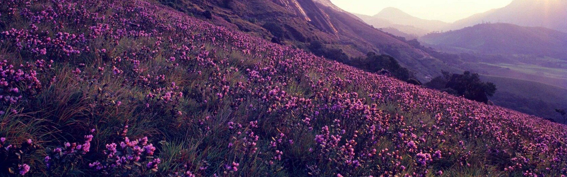 Neelakurinji Kurinji PhotosNeelakurinji Location Neelakurinji Munnar