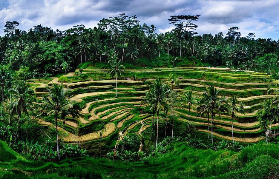 Tegalalang_Rice_Fields