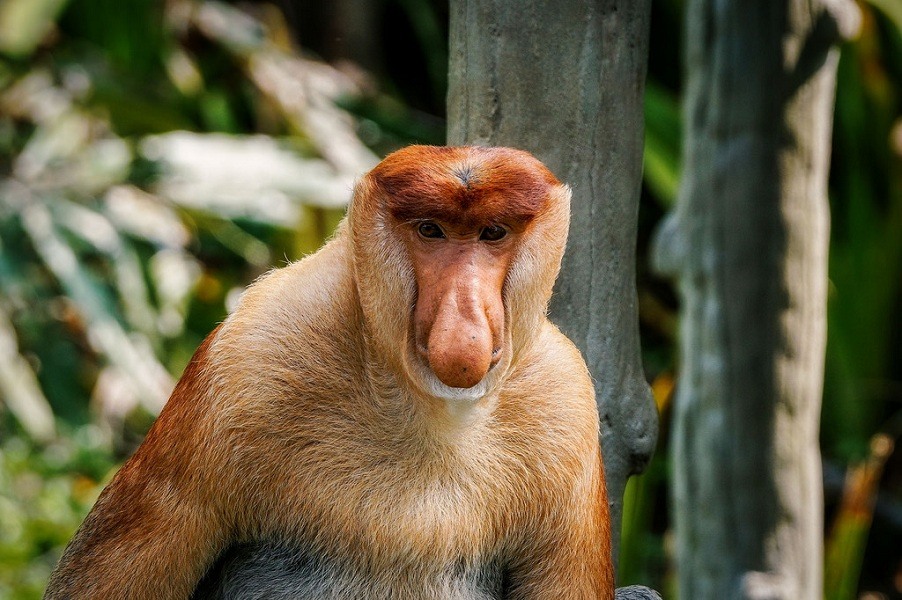 Fauna silvestre