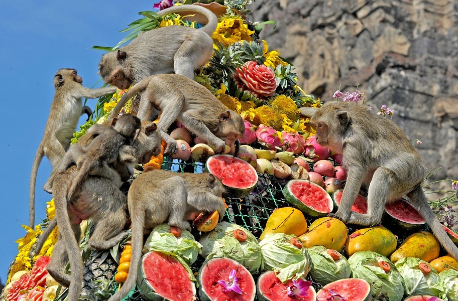 Monkeys in thailand overeat on the last sunday of november at the