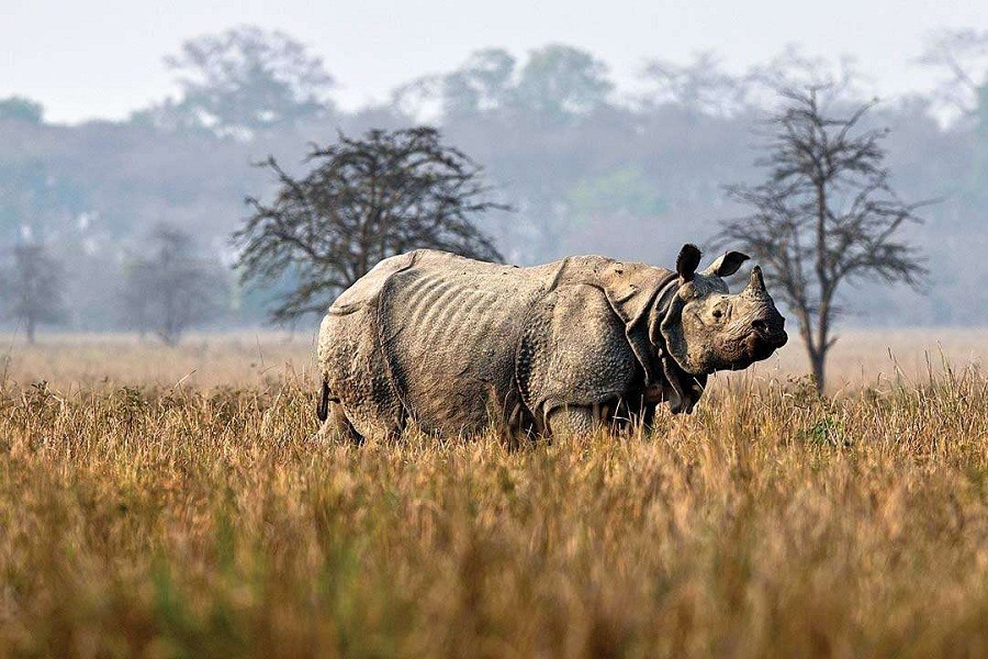 Kaziranga