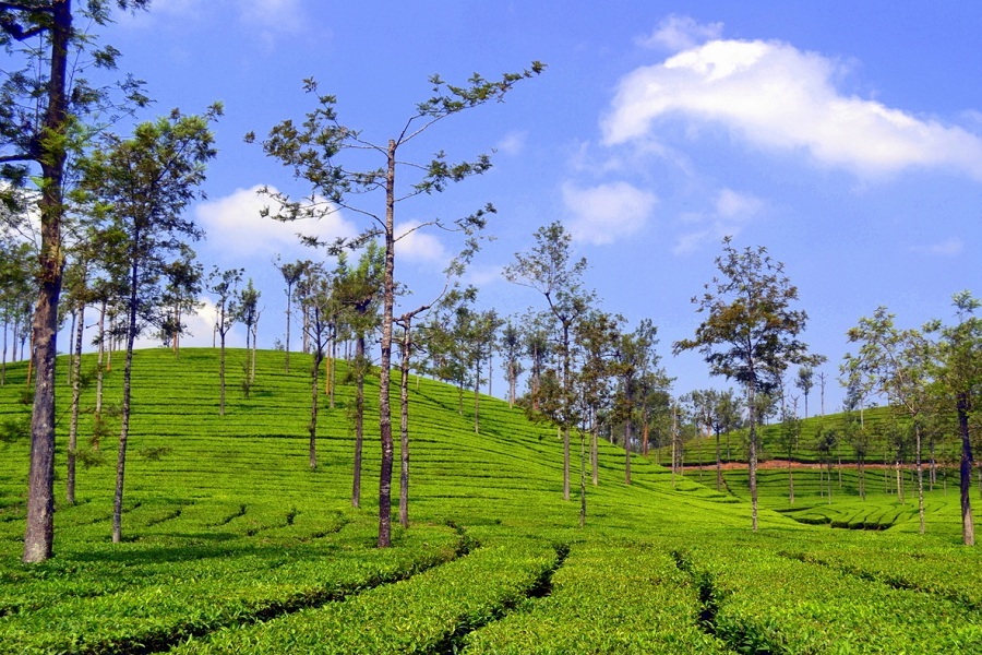 Valparai,Tamilnadu