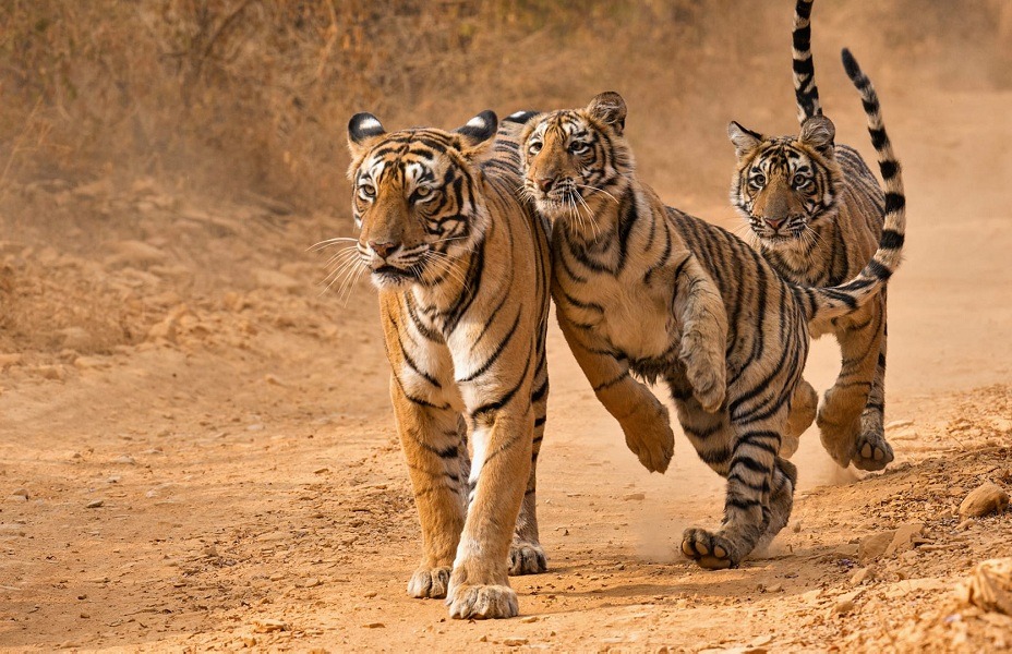 Ranthambore