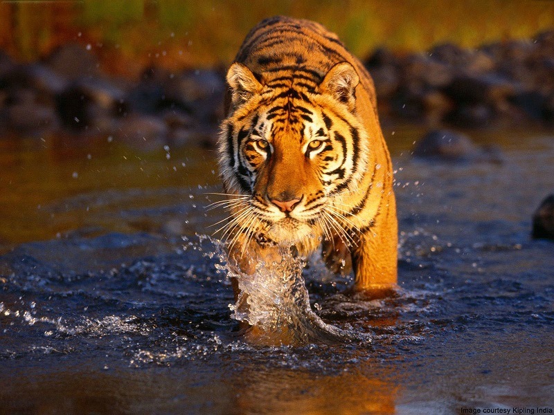 Corbett_National_Park