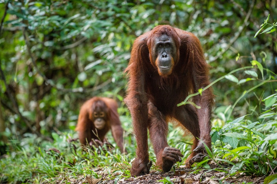 Kalimantan