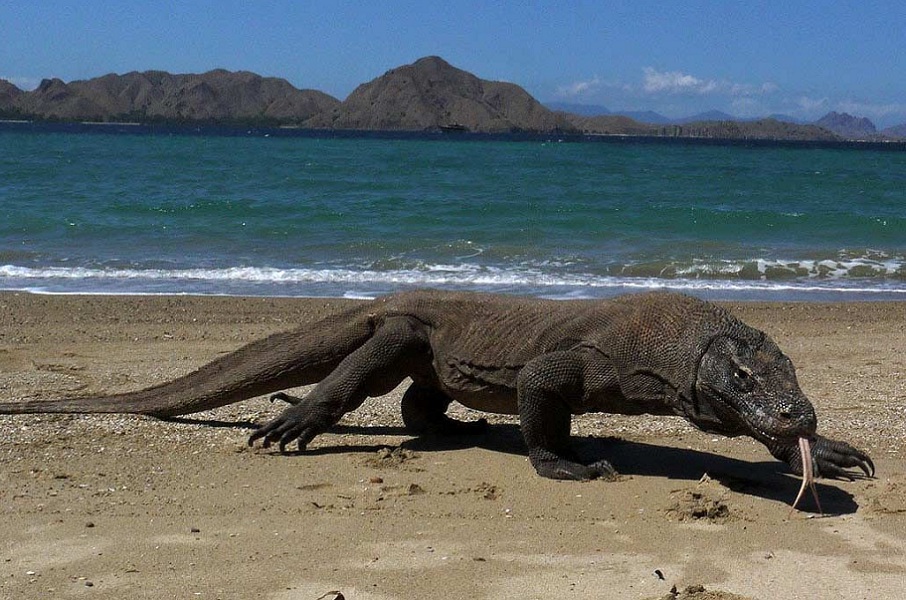 Komodo Island