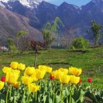 Tulip_Garden_Srinagar