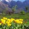 Tulip_Garden_Srinagar