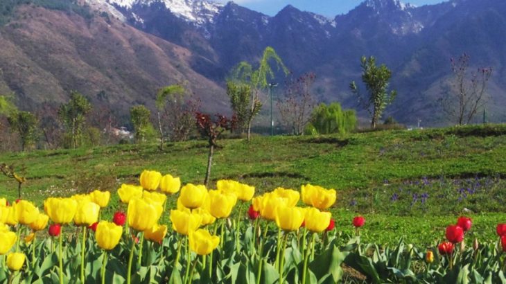 Tulip_Garden_Srinagar