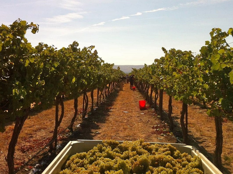 grover vineyard tour