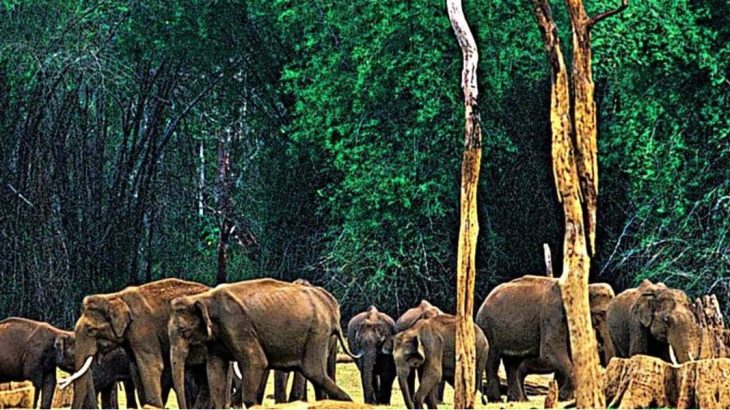 4 Must Visit Places in Munnar for Wildlife Buffs | Trawell Blog