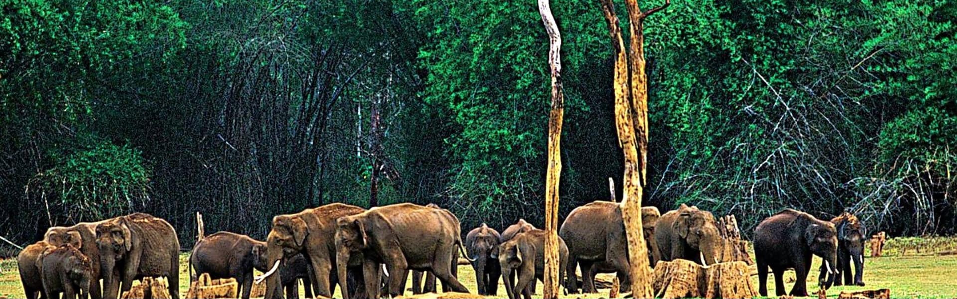 4 Must Visit Places in Munnar for Wildlife Buffs | Trawell Blog