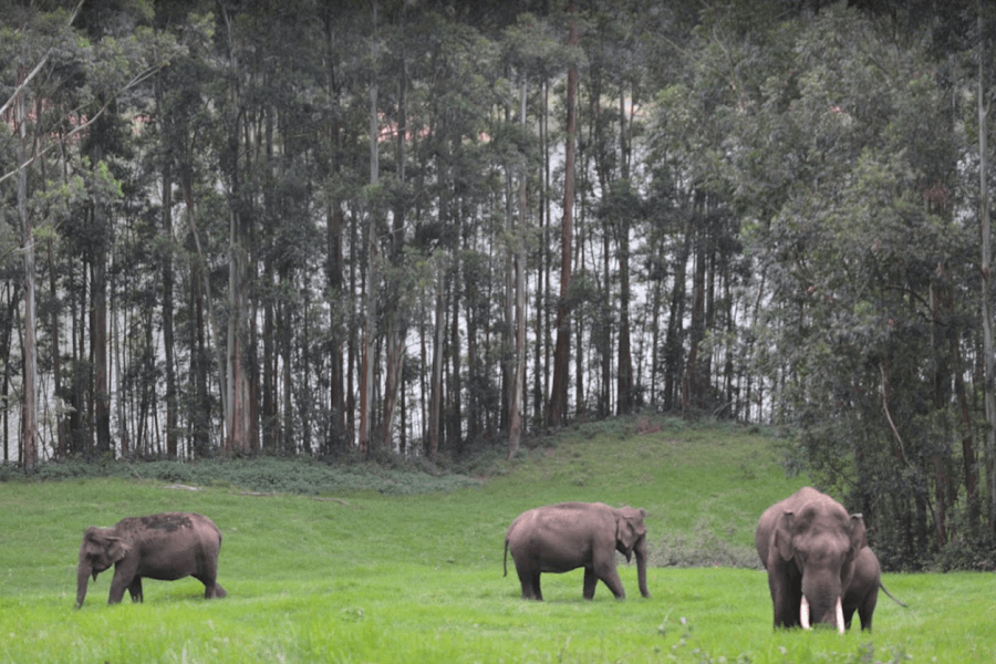 tourist spots in munnar