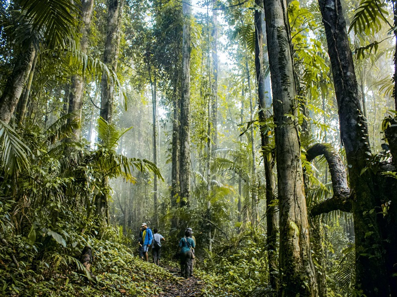 5 Stunning Rainforests in India