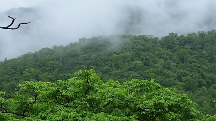 5 Stunning Rainforests in India