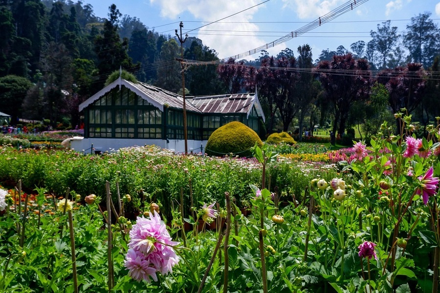 ooty tourist places park