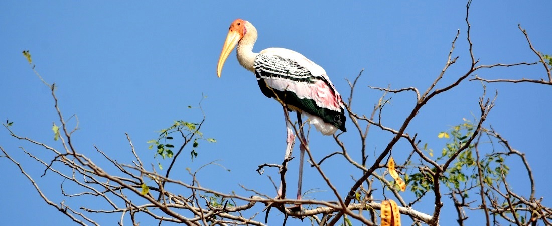 Kokkare Bellur Bird Sanctuary, Karnataka