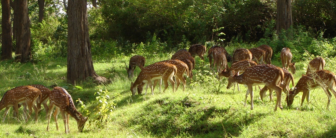 Mudumalai_Park.jpg