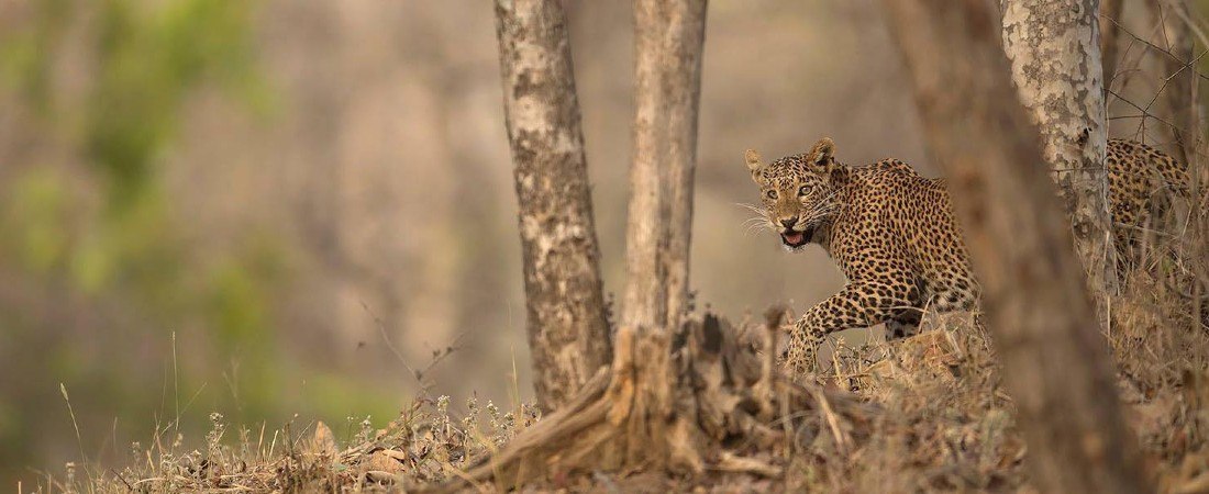 Bhopal Airport To Satpura National Park www.trawell.in