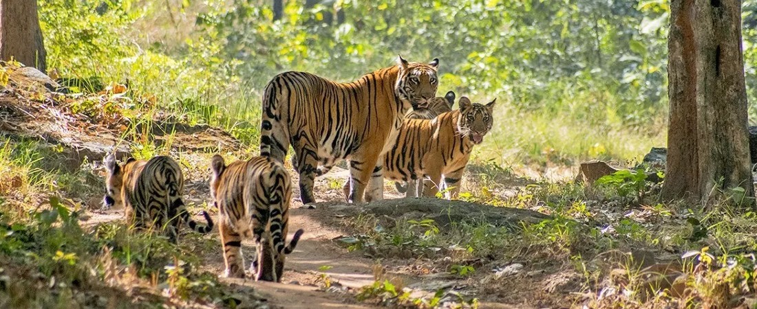 Bhopal Airport To Satpura National Park www.trawell.in