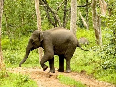 bangalore mysore coorg wayanad tour packages