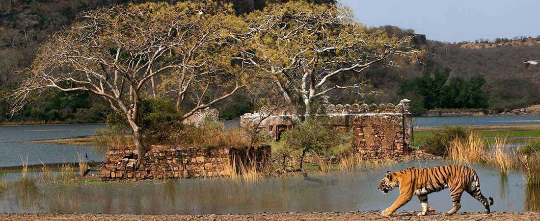 7 Best Wildlife Sanctuaries & National Parks in Rajasthan